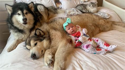 phil the malamute|life with the malamutes and amelia youtube.